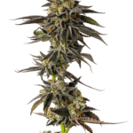 Growers Choice Toad Venum cannabis plant image 1
