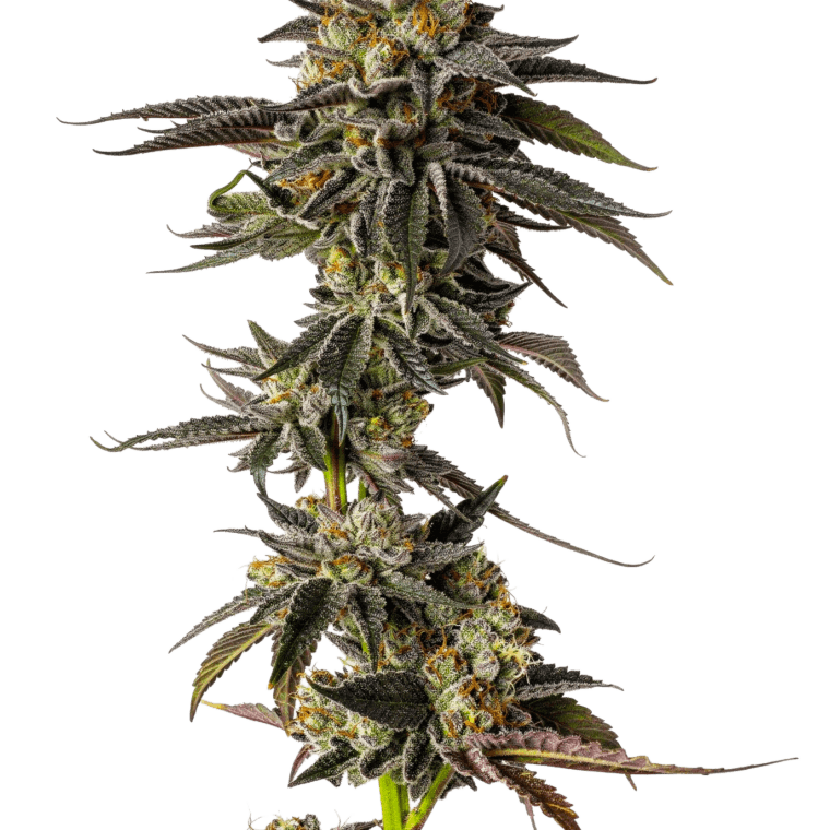 Growers Choice Toad Venum cannabis plant image 1