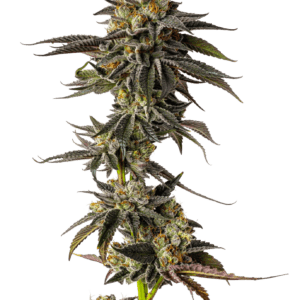 Growers Choice Toad Venum Auto cannabis plant image 1