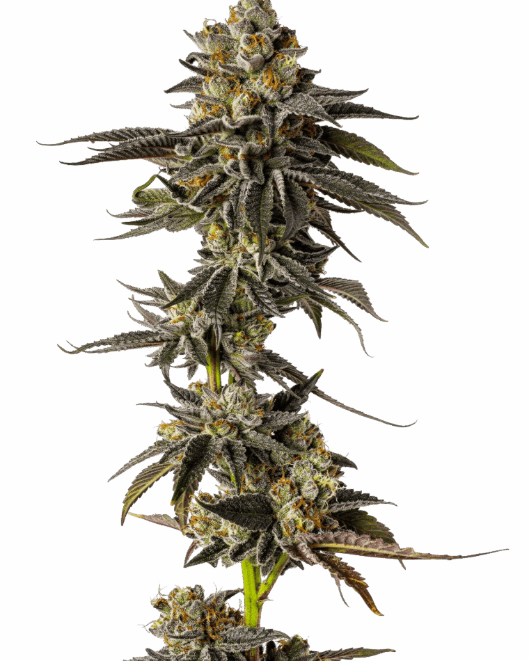Growers Choice Toad Venum Auto cannabis plant image 1