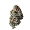 Growers Choice Toad Venum Auto cannabis plant image 3