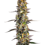 Growers Choice Unicorn Wagyu cannabis plant image 1