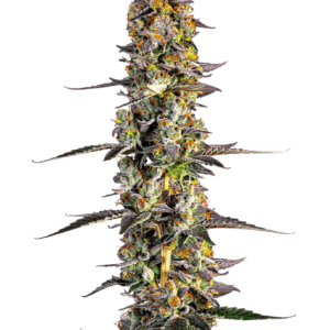 Growers Choice Unicorn Wagyu cannabis plant image 1