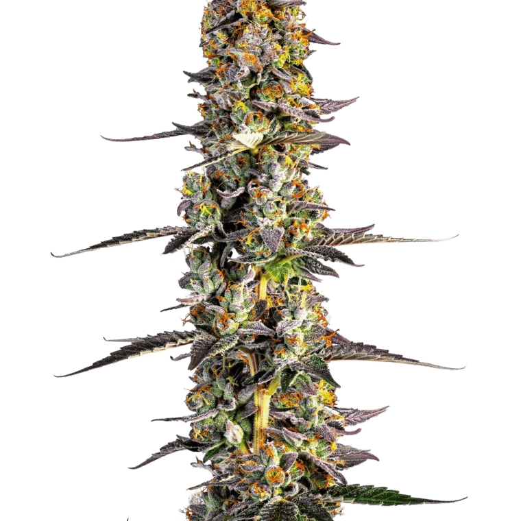Growers Choice Unicorn Wagyu cannabis plant image 1