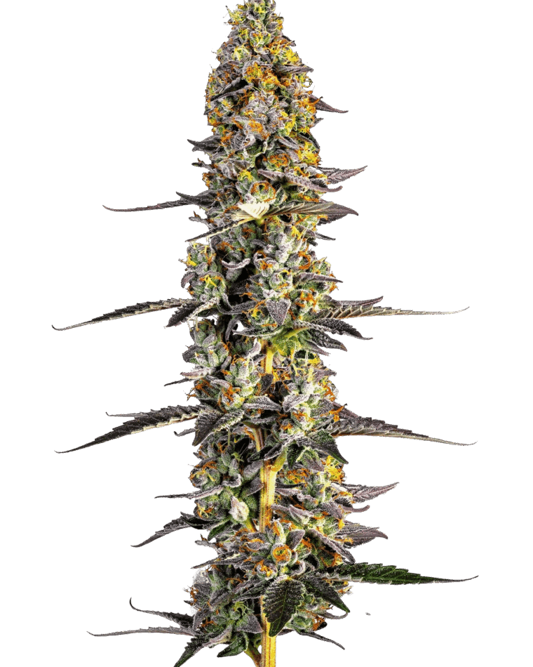Growers Choice Unicorn Wagyu cannabis plant image 1