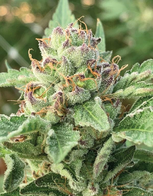 Humboldt Seed Company Apple Blossom Auto cannabis plant image 1