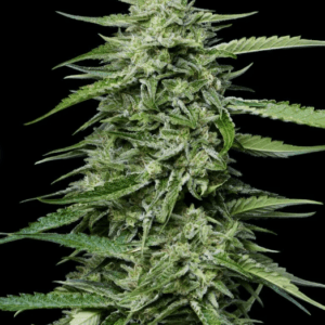 Humboldt Seed Company Blueberry Honey cannabis plant image 1