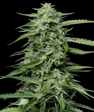 Blueberry Honey