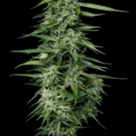 Humboldt Seed Company Blueberry Honey cannabis plant image 2