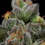 Humboldt Seed Company California Cream Auto cannabis plant image 1