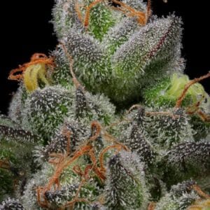 Humboldt Seed Company California Cream Auto cannabis plant image 1