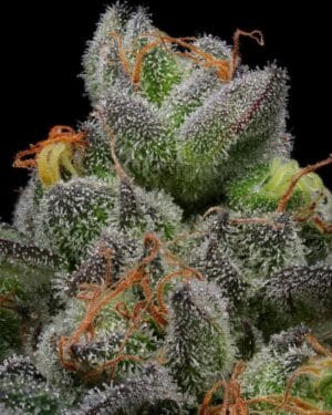 California Cream Auto
