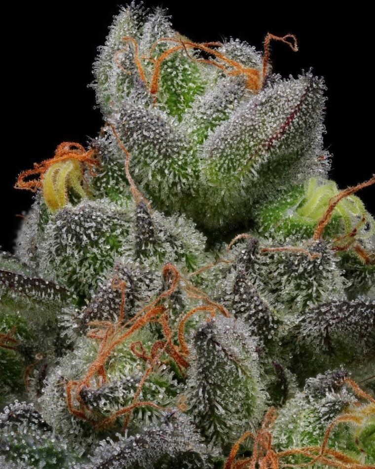 Humboldt Seed Company California Cream Auto cannabis plant image 1