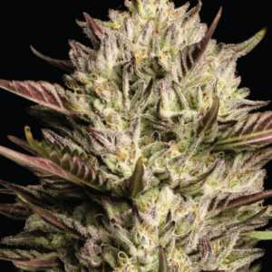 Humboldt Seed Company California Octane TRIPLOID cannabis plant image 1