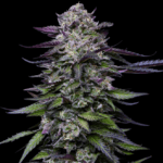 Humboldt Seed Company Candy Hustle cannabis plant image 1
