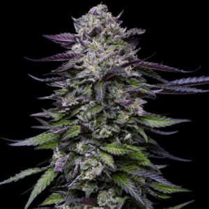 Humboldt Seed Company Candy Hustle cannabis plant image 1