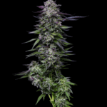 Humboldt Seed Company Candy Hustle cannabis plant image 2