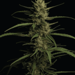 Humboldt Seed Company Caribbean Queen cannabis plant image 1