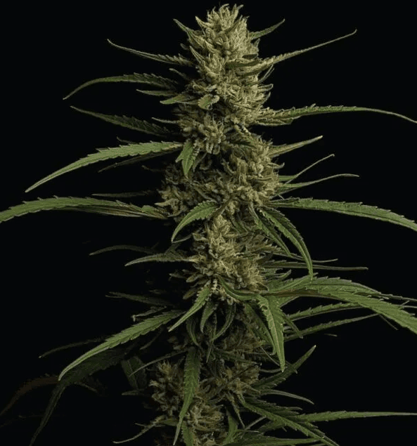 Humboldt Seed Company Caribbean Queen cannabis plant image 1