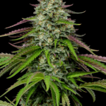 Humboldt Seed Company Garlic Budder Auto cannabis plant image 1
