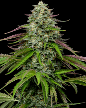 Garlic Budder Auto