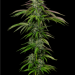Humboldt Seed Company Garlic Budder Auto cannabis plant image 2