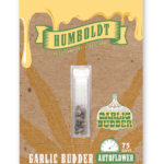 Humboldt Seed Company Garlic Budder Auto cannabis plant image 3