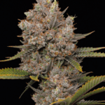 Humboldt Seed Company Hella Jelly Auto cannabis plant image 1