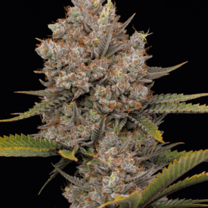 Humboldt Seed Company Hella Jelly Auto cannabis plant image 1