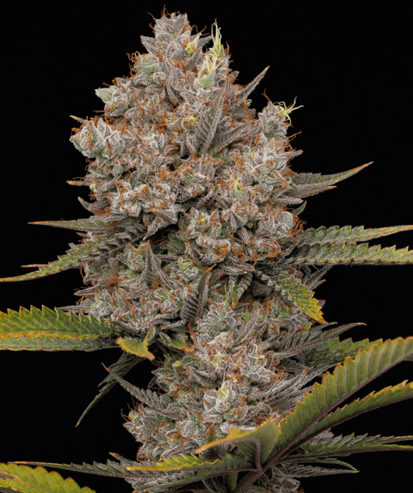 Humboldt Seed Company Hella Jelly Auto cannabis plant image 1