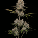 Humboldt Seed Company Hella Jelly Auto cannabis plant image 3