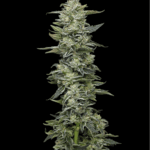 Humboldt Seed Company Honey Bear cannabis plant image 1