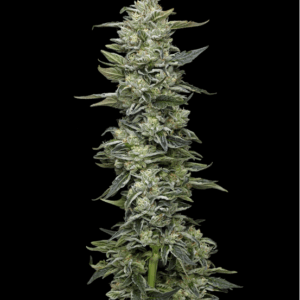 Humboldt Seed Company Honey Bear cannabis plant image 1