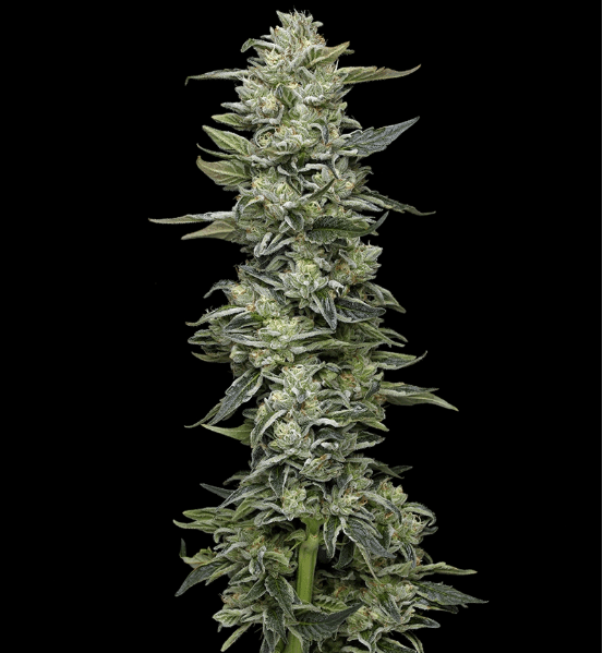 Humboldt Seed Company Honey Bear cannabis plant image 1