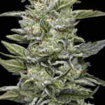 Humboldt Seed Company Honey Bear cannabis plant image 3