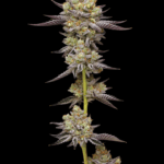 Humboldt Seed Company Hyper Za cannabis plant image 1