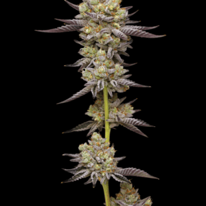 Humboldt Seed Company Hyper Za cannabis plant image 1