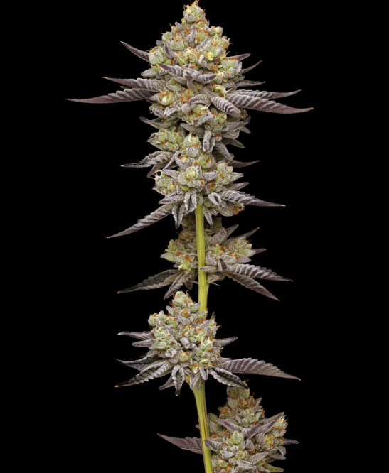 Humboldt Seed Company Hyper Za cannabis plant image 1