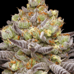 Humboldt Seed Company Hyper Za cannabis plant image 3