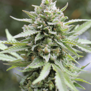 Humboldt Seed Company Lemongrass Auto cannabis plant image 1