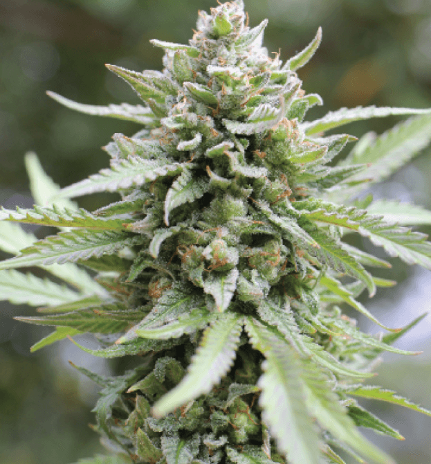 Humboldt Seed Company Lemongrass Auto cannabis plant image 1