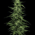 Humboldt Seed Company Limez cannabis plant image 1