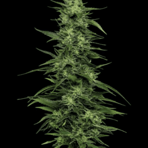 Humboldt Seed Company Limez cannabis plant image 1