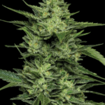 Humboldt Seed Company Limez cannabis plant image 2