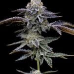 Barney's Farm Seeds Gas Pack cannabis plant image 2
