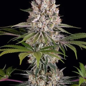 Barney's Farm Seeds Amnesia Haze cannabis plant image 1