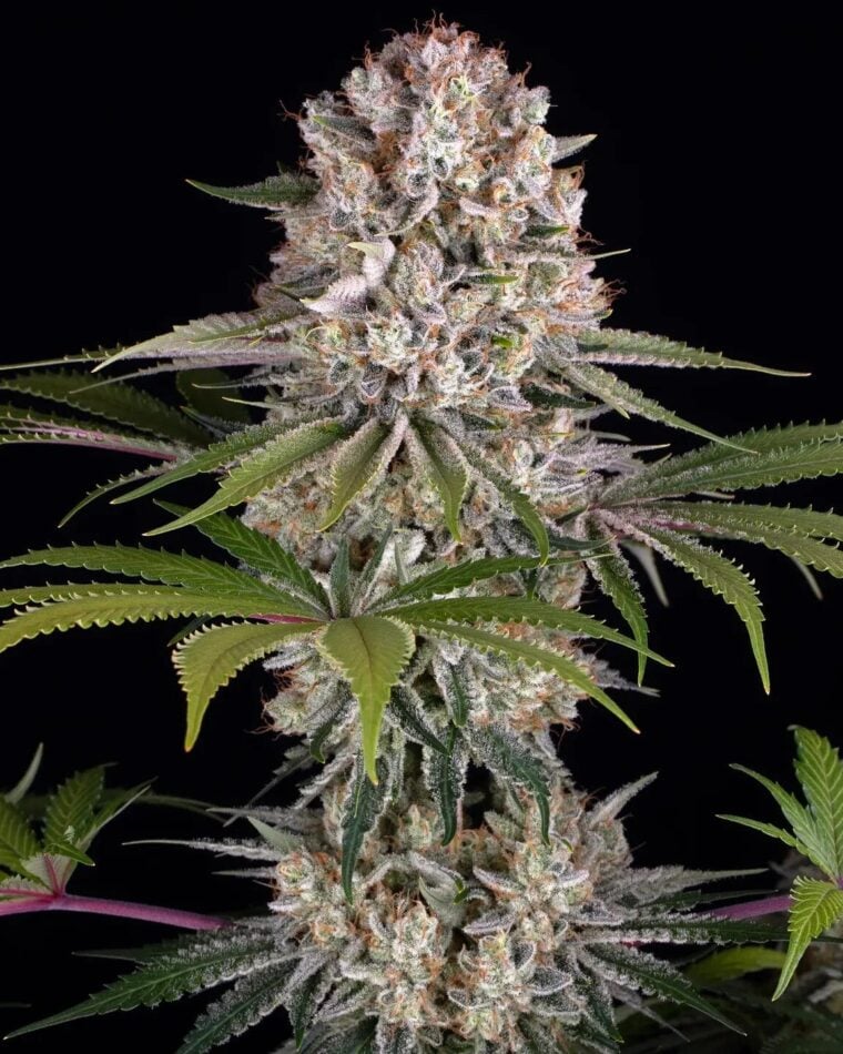 Barney's Farm Seeds Amnesia Haze cannabis plant image 1