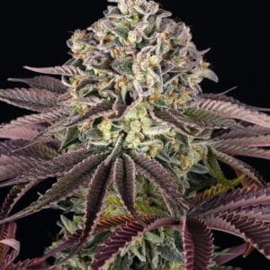 Barney's Farm Seeds GrandDaddy Purple cannabis plant image 1