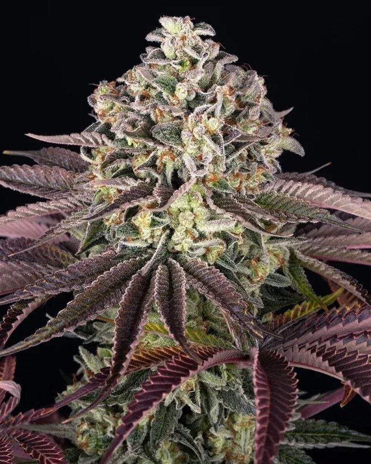 Barney's Farm Seeds GrandDaddy Purple cannabis plant image 1