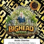 Big Head Seeds Arctic Cherries cannabis plant image 1